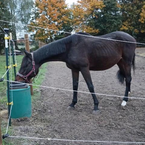 1 more saved life from Zaporizhzhia to Germany