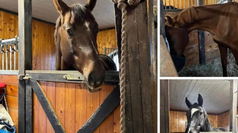 Seven more horses arrived from Ukraine to Sweden today
