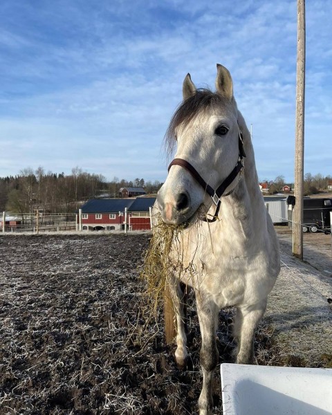 Charming Blueberry was the seventh horse that arrived to its new owner in Sweden on Friday