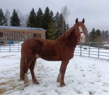 Red Faraon arrived to his new family in Finland