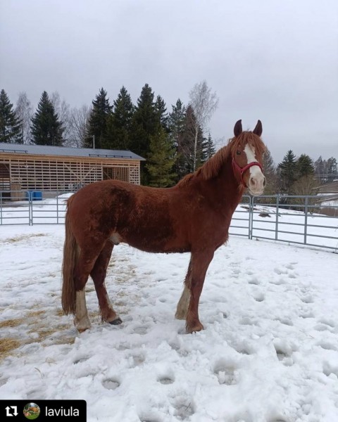 Red Faraon arrived to his new family in Finland