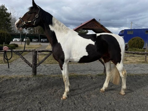 One more horse saved to Slovakia
