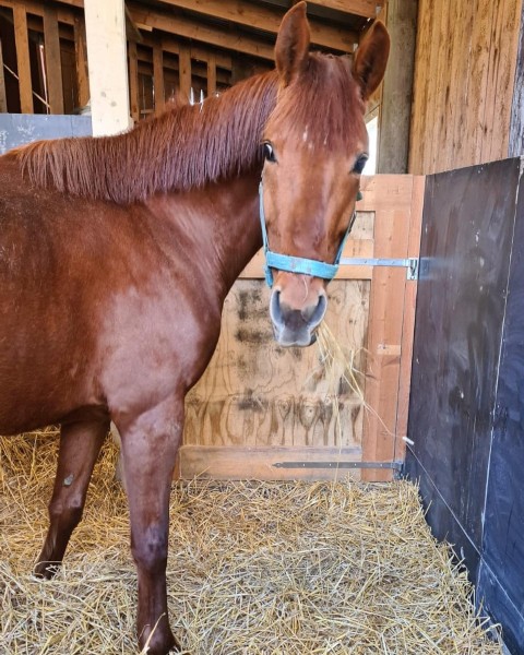 Golden Rain and Gabriella arrived to new home in Sweden today