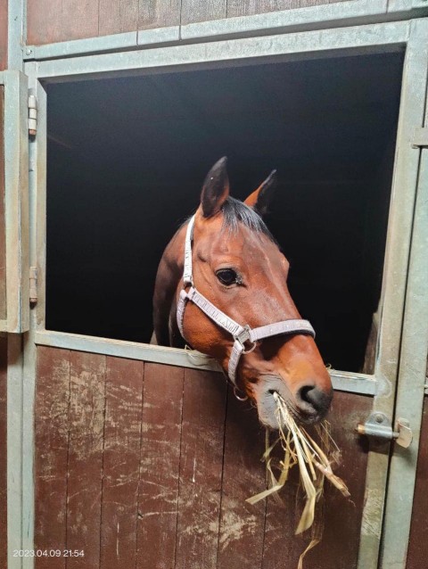 Ukrainian breed gelding Terminal also arrived on Easter evening to Sweden