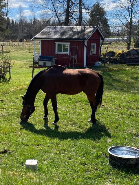 + 2 horses found their new home in Sweden