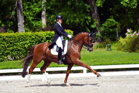 3 dressage horses sold to USA