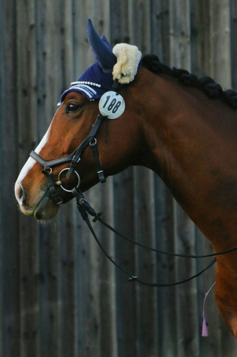 +1 dressage horse sold from Germany  to USA
