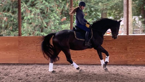 +2 Ukrainian dressage horses were sold to USA