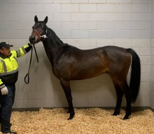 +1 Ukrainian horse arrived to USA