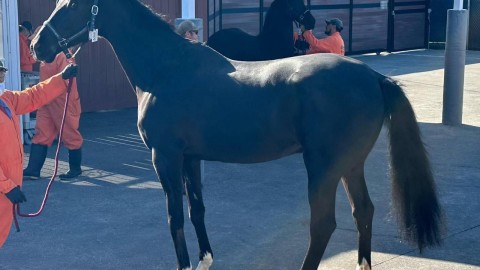 +1 Ukrainian dressage horse arrived to USA