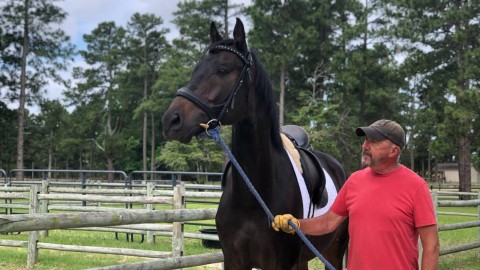 + 2 Ukrainian breed horses arrived to USA! F&F team this time!