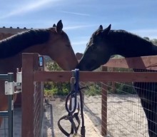 + 2 Ukrainian horses arrived safe to USA!