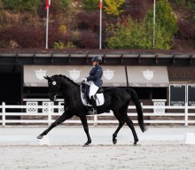 + 1 beautiful Ukrainian riding breed dressage horse arrived to USA