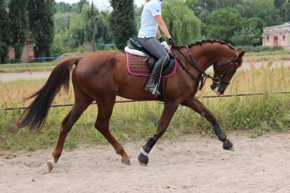 ПРОДАНО! Вифинг 06