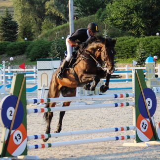 ПРОДАНО! Zalp KWPN 2010