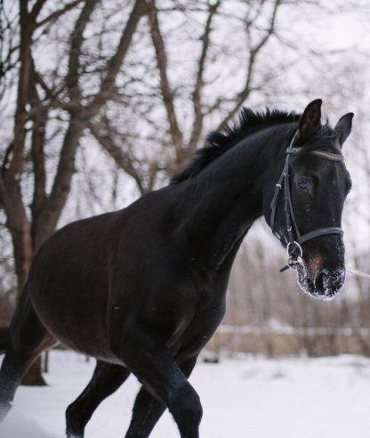 ПРОДАН! Велл Дон 09