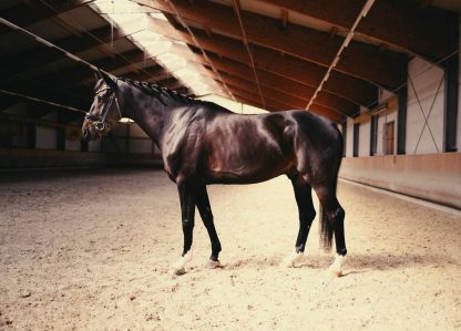 SOLD! Dancer 17