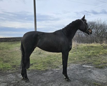 SOLD! Eniya U20 - Зображення 5