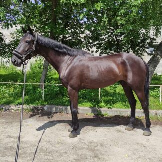 SOLD! Talka 11