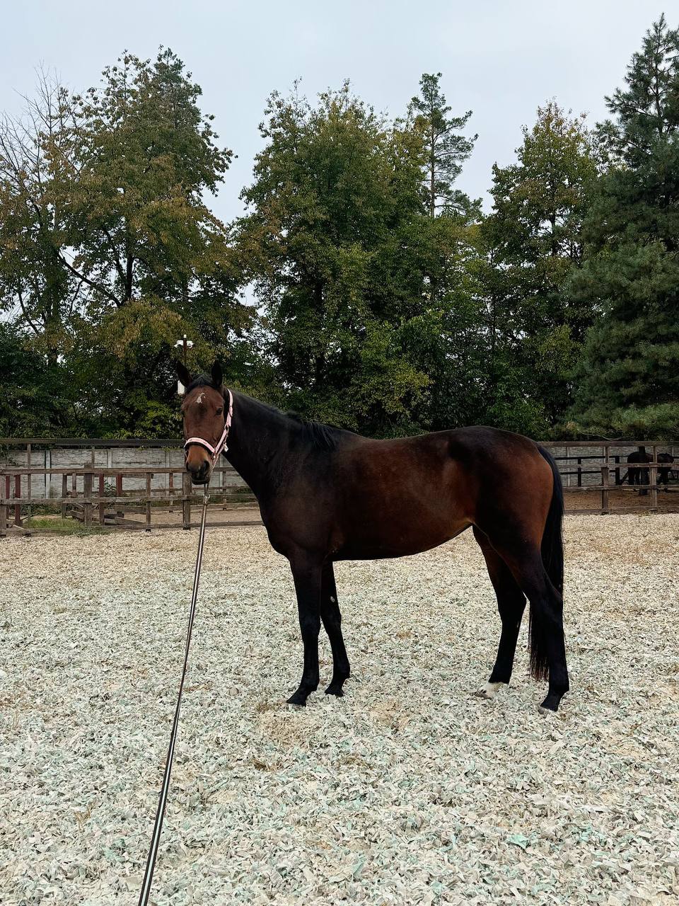 Bargetta 22 - Image 2