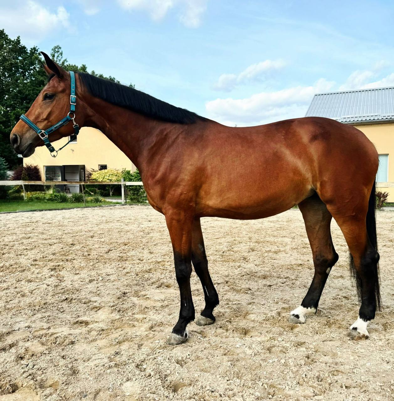 Phantom Lady IC 20 - Image 2