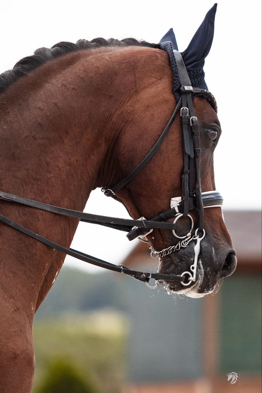 El Scandic U14 - Image 5