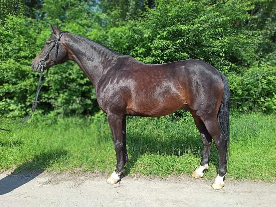 Night Fury 11 - Image 4