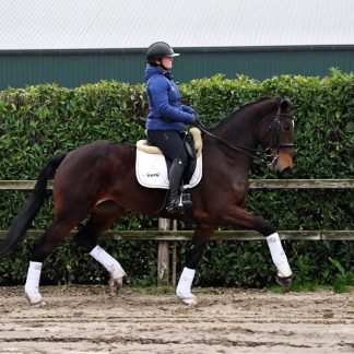 Poeme Bohemian RVS Vienna D 20