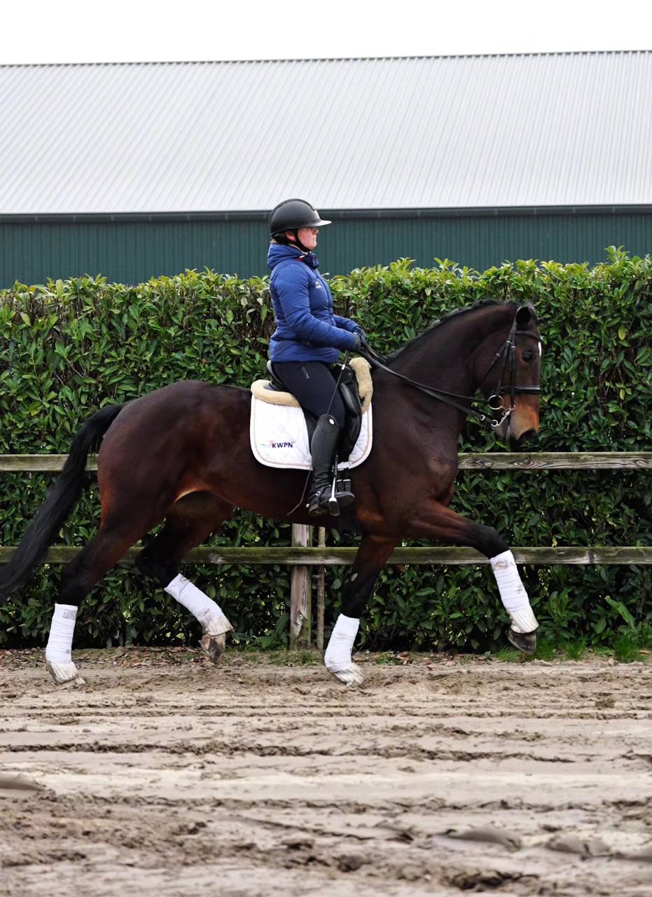 Poeme Bohemian RVS Vienna D 20