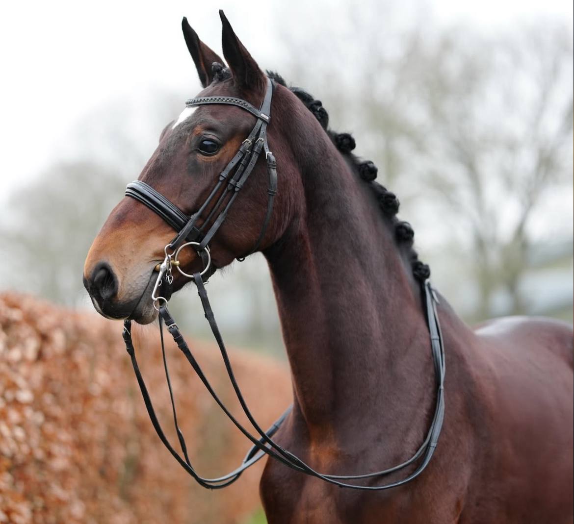 Poeme Bohemian RVS Vienna D 20 - Image 2