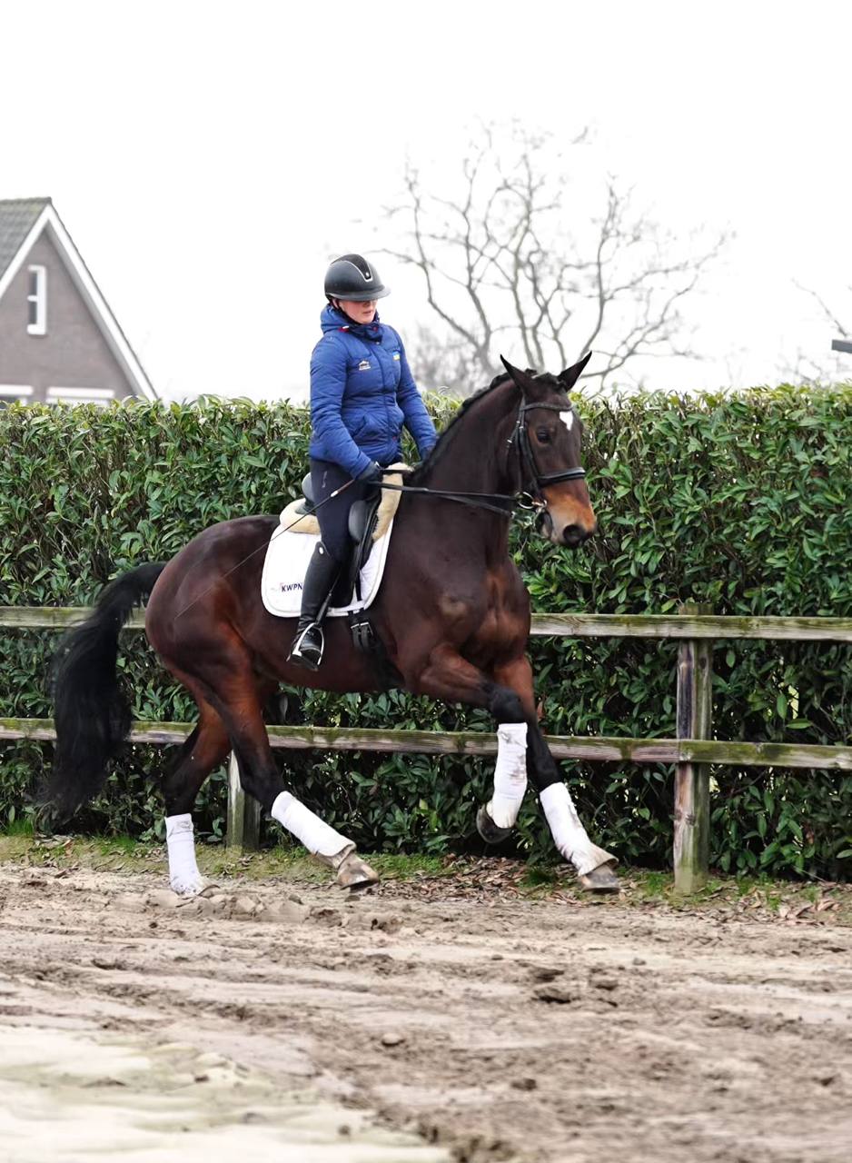 Poeme Bohemian RVS Vienna D 20 - Image 4