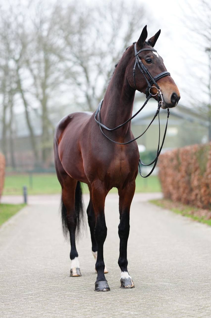 Poeme Bohemian RVS Vienna D 20 - Image 3