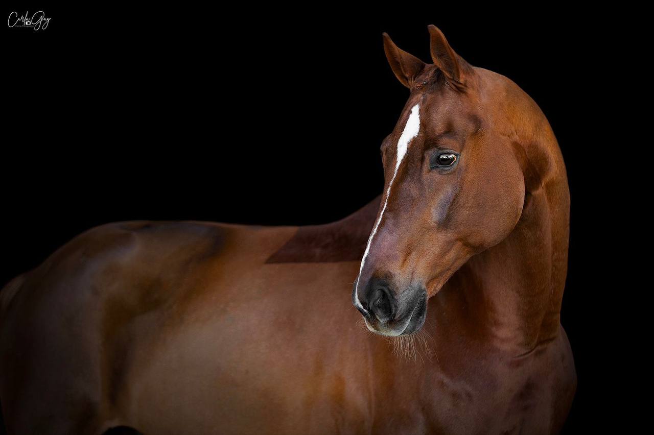 Dinaris 15 - Image 4